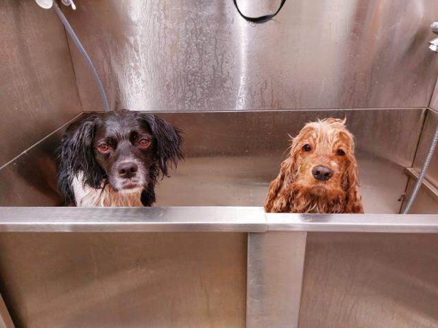 Toiletteuse chiens