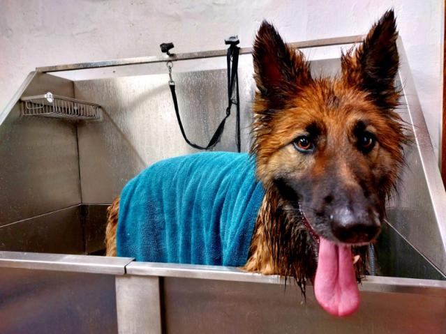 Toilettage pour chiens