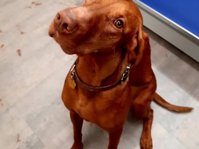 Mon chien déteste se faire couper les griffes ! Comment faire pour qu'il l'accepte ?